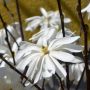 Sternmagnolie Royal Star - Magnolia stellata Royal Star- 3 L-Container, Liefergre 100/125 cm