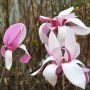 Purpurmagnolie Royal Crown - Magnolia liliflora Royal Crown - 3 L-Container, Liefergre 100/125 cm