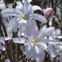 Groe Sternmagnolie Leonard Messel - Magnolia loebneri Leonard Messel - 3 L-Container, Liefergre 80/100 cm