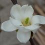 Yulan-Magnolie Double Diamont - Magnolia denudata Double Diamont - 3 L-Container, Liefergre 100/125 cm