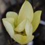 Yulan-Magnolie Yellow River - Magnolia denudata Yellow River - 3 L-Container, Liefergre 100/125 cm
