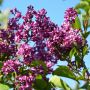 Edelflieder Charles Joly - Syringa vulgaris Charles Joly - 3 L-Container, Liefergre 60/80 cm