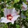 Garteneibisch Mathilda - Hibiscus syriacus Mathilda - 3 L-Container, Liefergre 60/80 cm