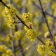 Kornelkirsche/Dirndlstrauch Jolico - Cornus mas Jolico - 5 L-Container, Liefergre 60/80 cm