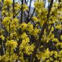 Kornelkirsche/Dirndlstrauch Jolico - Cornus mas Jolico - 5 L-Container, Liefergre 60/80 cm