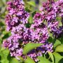 Edelflieder Andenken an Ludwig Spth - Syringa vulgaris Andenken an Ludwig Spth - 3 L-Container, Liefergre 40/60 cm