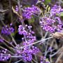 Schnfrucht Profusion - Callicarpa bodinieri Profusion - 7,5-10 L-Container, Liefergre 80/100 cm