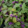 Schnfrucht Profusion - Callicarpa bodinieri Profusion - 7,5-10 L-Container, Liefergre 80/100 cm