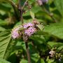 Schnfrucht Profusion - Callicarpa bodinieri Profusion - 7,5-10 L-Container, Liefergre 80/100 cm