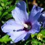 Garteneibisch Blue Bird - Hibiscus syriacus Blue Bird - 3 L-Container, Liefergre 30/40 cm