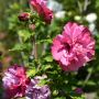 Garteneibisch Duc de Brabant - Hibiscus syriacus Duc de Brabant - 3 L-Container, Liefergre 40/60 cm