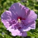 Garteneibisch Lavender Chiffon® - Hibiscus syriacus Lavender Chiffon® - 2,5 L-Container, Liefergröße 80/100 cm