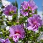 Garteneibisch Lavender Chiffon - Hibiscus syriacus Lavender Chiffon - 2,5 L-Container, Liefergre 80/100 cm