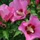 Garteneibisch Pink Giant® - Hibiscus syriacus Pink Giant® - 3 L-Container, Liefergröße 80/100 cm