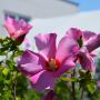 Garteneibisch Pink Giant - Hibiscus syriacus Pink Giant - 3 L-Container, Liefergre 80/100 cm