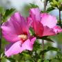 Garteneibisch Pink Giant - Hibiscus syriacus Pink Giant - 3 L-Container, Liefergre 80/100 cm