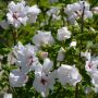 Garteneibisch Speciosus - Hibiscus syriacus Speciosus- 3 L-Container, Liefergre 80/100 cm