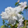 Garteneibisch White Chiffon - Hibiscus syriacus White Chiffon - 3 L-Container, Liefergre 60/80 cm