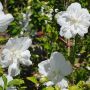 Garteneibisch White Chiffon - Hibiscus syriacus White Chiffon - 3 L-Container, Liefergre 60/80 cm