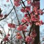 Winter-Schneeball Charles Lamont - Viburnum x bodnantense Charles Lamont - 3 L-Container, Liefergre 60/80 cm