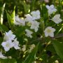 Weigelie Snowflake - Weigela Hybr. Snowflake - 10 L-Container, Liefergre 80/100 cm