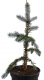 Silberfichte Hoopsii - Picea pungens Hoopsii - 4 L-Container, Liefergröße 60/80 cm