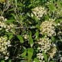 Prager Schneeball - Viburnum x pragense - 3 L-Container, Liefergre 40/60 cm