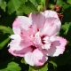 Garteneibisch Lady Stanley - Hibiscus syriacus Lady Stanley - 3 L-Container, Liefergre 60/80 cm