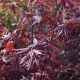 Roter Fcherahorn Atropurpureum - Acer palmatum Atropurpureum - 7,5 L-Container, Liefergre 100/125 cm