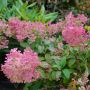 Rispenhortensie Phantom - Hydrangea paniculata Phantom - 3 L-Container, Liefergre 60/80 cm