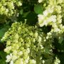 Rispenhortensie Bobo - Hydrangea paniculata Bobo - 3 L-Container, Liefergre 40/60 cm