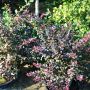 Kleine Blutberberitze Atropurpurea Nana - Berberis thunbergii Atropurpurea Nana - 2 L-Container, Liefergre 20/30 cm