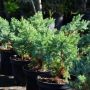 Zwerg-Wacholder Blue Swede - Juniperus squamata Blue Swede - 3 L-Container, Liefergre 20/30 cm