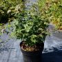 Zwerg-Fcherahorn Littel Princess - Acer palmatum Little Princess - 3 L-Container, Liefergre 30/40 cm