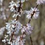 Schneeforsythie/Rosenforsythie Roseum- Abeliophyllum distichum Roseum - 3 L-Container, Liefergre 60/80 cm