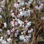 Schneeforsythie/Rosenforsythie Roseum- Abeliophyllum distichum Roseum - 3 L-Container, Liefergre 60/80 cm