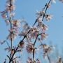 Schneeforsythie/Rosenforsythie Roseum- Abeliophyllum distichum Roseum - 3 L-Container, Liefergre 60/80 cm