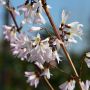 Schneeforsythie/Rosenforsythie Roseum- Abeliophyllum distichum Roseum - 3 L-Container, Liefergre 60/80 cm