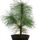 Tränenkiefer - Pinus wallichichiana - 3 L-Container, Liefergröße 60/80 cm