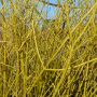 Gelbrindiger Hartriegel White Gold - Cornus sericea White Gold - 7,5 L-Container, Liefergre 100/125 cm