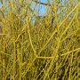 Gelbrindiger Hartriegel White Gold - Cornus sericea White Gold - 7,5 L-Container, Liefergre 100/125 cm