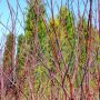 Weibunter Hartriegel Elegantissima - Cornus alba Elegantissima - 10 L-Container, Liefergre 125/150 cm