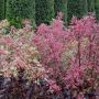 Weibunter Hartriegel Elegantissima - Cornus alba Elegantissima - 10 L-Container, Liefergre 125/150 cm