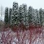 Weibunter Hartriegel Elegantissima - Cornus alba Elegantissima - 10 L-Container, Liefergre 125/150 cm