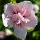 Garteneibisch Pink Chiffon - Hibiscus syriacus Pink Chiffon - 3 L-Container, Liefergre 80/100 cm