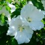 Garteneibisch William R. Smith - Hibiscus syriacus William R. Smith - 3 L-Container, Liefergre 60/80 cm