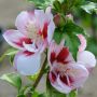 Garteneibisch Helene / Helena - Hibiscus syriacus Helene / Helena - 3 L-Container, Liefergre 30/40 cm