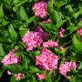 Gartenhortensie Tovelit - Hydrangea macrophylla Tovelit - 3 L-Container, Liefergre 20/30 cm