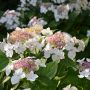 Gartenhortensie Lanarth White - Hydrangea macrophylla Lanarth White - 5 L-Container, Liefergre 30/40 cm