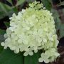 Rispenhortensie Limelight - Hydrangea paniculata Limelight - 5-7,5 L-Container, Liefergre 40/60 cm